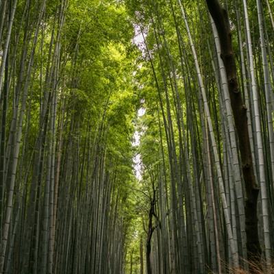 官人不要停bt版下载